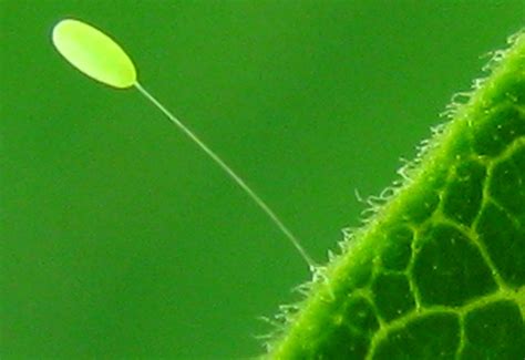 Lacewing Eggs: How To Release Lacewings In Your Garden? - What's That Bug?