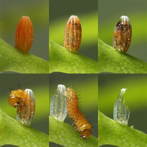 The life cycle of the Orange-tip butterfly – Gloucestershire Butterflies