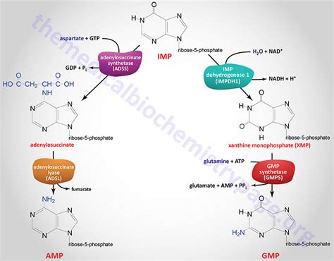 Nucleotides: Biosynthesis and Catabolism | The Medical Biochemistry Page