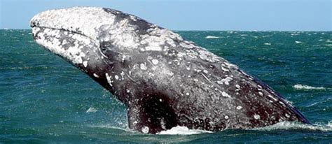 Gentle and Strong – The Pacific Gray Whale - Cabrillo National Monument ...