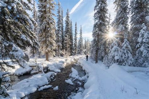 The majestic boreal forest in Canada is one of the world's largest ...