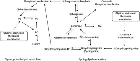 Simplified overview of Glycerophospholipid and Sphingolipid... | Download Scientific Diagram