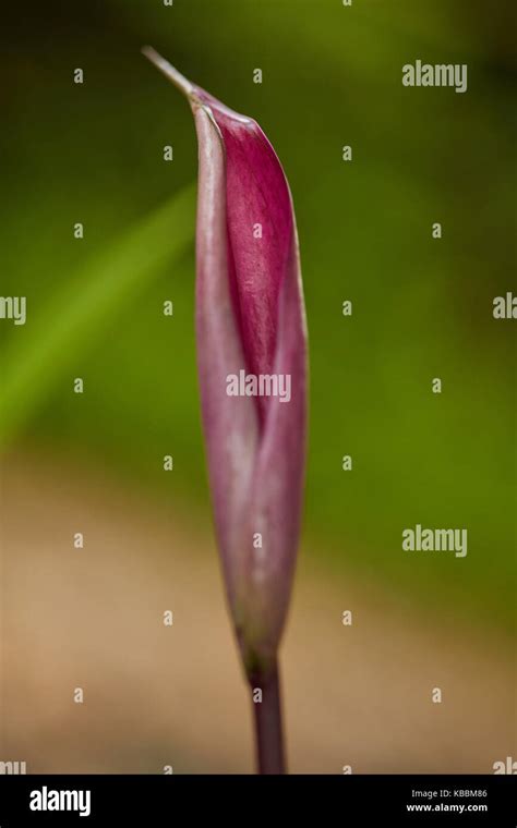 close up of Anthurium plant, water drops on Anthurium plant Stock Photo - Alamy