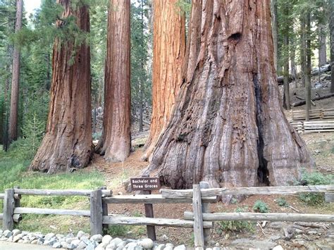 Yosemite Giant Sequoia Groves Photograph by Richard Yates