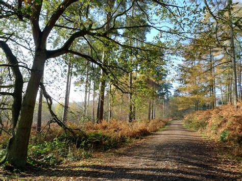 Delamere Forest, Cheshire - www.bootsandpaws.co.uk