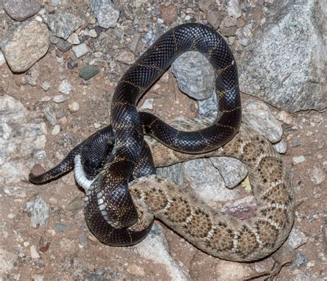 A Kingsnake and a Rattlesnake – Foothills Clusters Wildlife