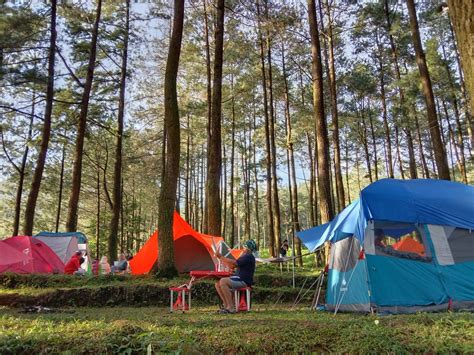 Camping di Tengah Rimbunnya Hutan Pinus Nglimut