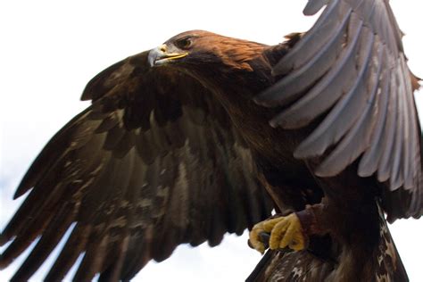 Golden Eagle - Channel Islands National Park (U.S. National Park Service)