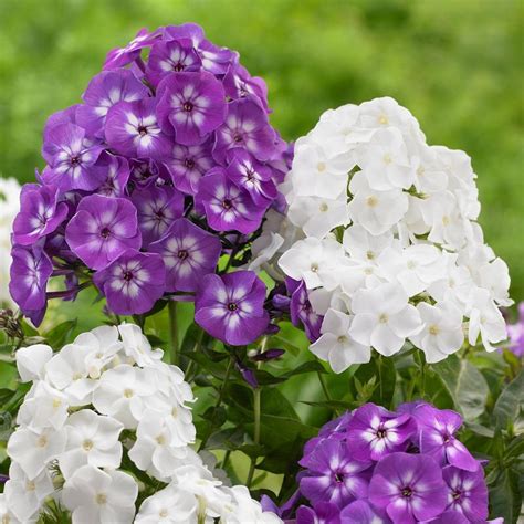 Phlox Paniculata for Sale - Shop Garden Phlox - Longfield Gardens