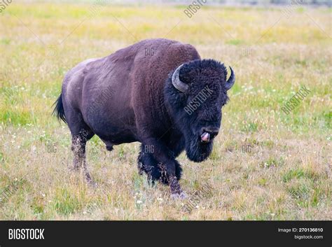 Bison Yellowstone Image & Photo (Free Trial) | Bigstock