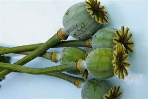 Growing my own dried flowers - poppy seed heads