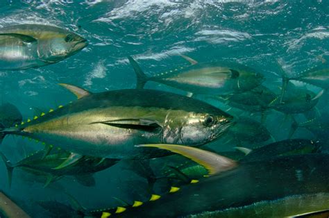 Indian Tuna Fish Images