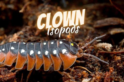 The Complete Clown Isopod Care Guide (Armadillidium klugii)