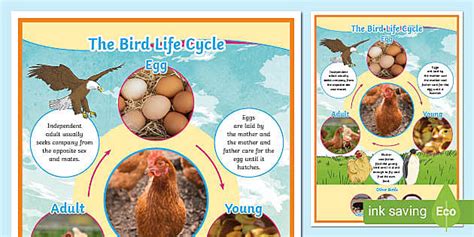 Life Cycle of a Bird Poster | KS2 Primary Resource - Twinkl