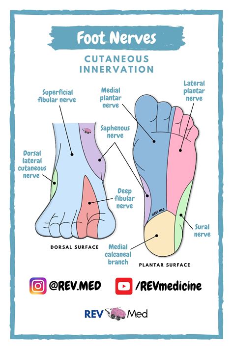 Pin on Anatomy Reference Diagrams