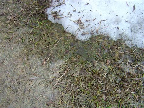 CO-Horts: Snow Mold in Lawns: Should we be Worried?