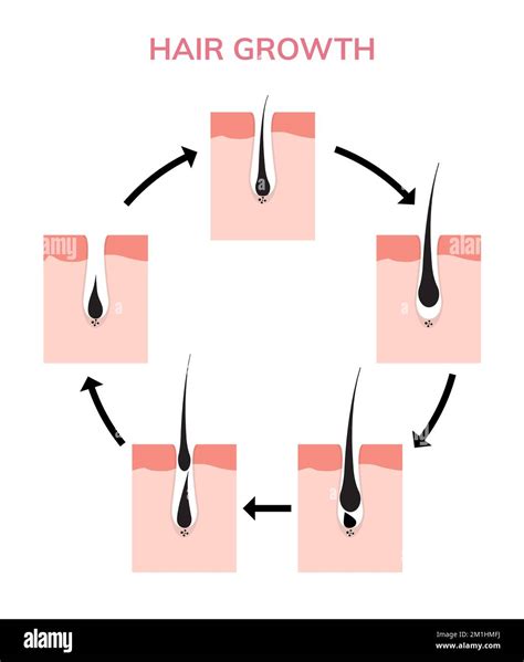 Hair growth cycle skin. Follicle anatomy anagen phase, hair growth diagram illustration Stock ...