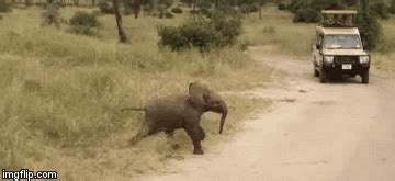 Baby elephant gif - Imgflip