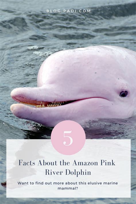 Pink River Dolphin Fun Facts for Divers and Ocean Lovers | Pink river ...