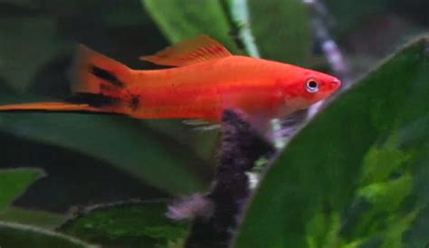 Fish Zone: swordtail