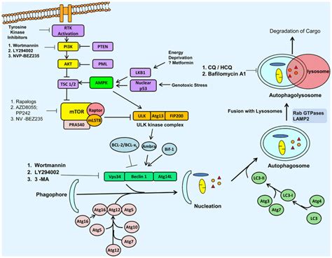 Autophagy Signaling