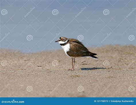 A Male Little Ringed Plover in Breeding Plumage Stock Photo - Image of ...