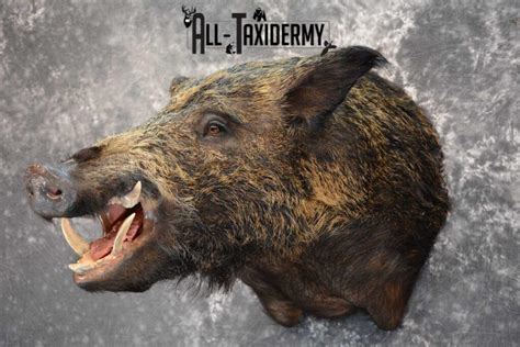 Razor Back Boar taxidermy shoulder mount for sale SKU 1626 - All Taxidermy