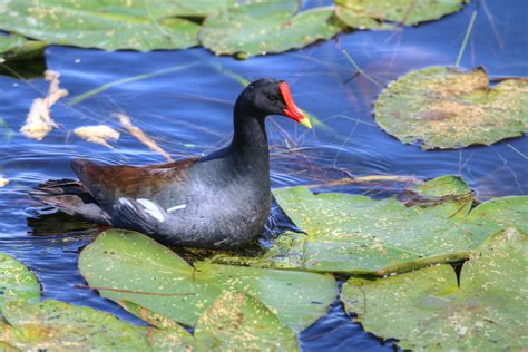 florida water bird by yaniv matza / 500px