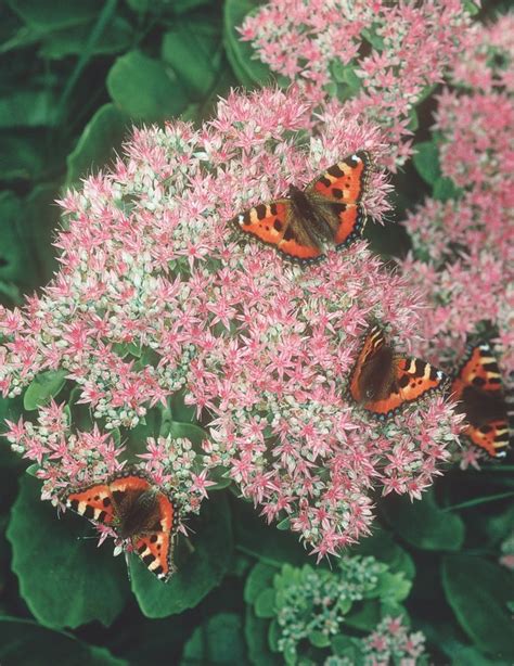 Autumn Joys: The Ultimate Sedum Plant Guide - Birds and Blooms