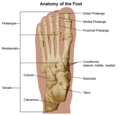 33+ Anatomy Of Foot Ligaments And Tendons