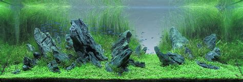 ADA Aquarium Freshwater Aquarium Plants, Nature Aquarium, Aquarium ...