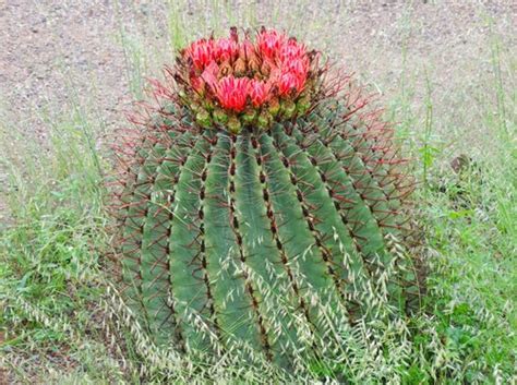 Cacti of Texas's Check List · iNaturalist