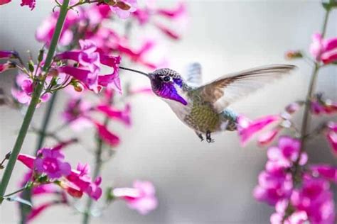 Hummingbird Plants: 25+ Of The Best Flowers That Attract Hummingbirds | Flowers that attract ...