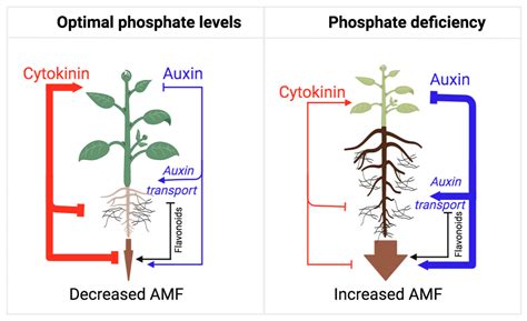 Cytokinins In Plants