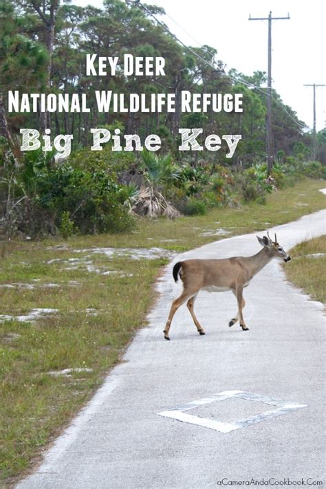 Key Deer National Wildlife Refuge