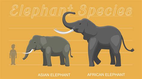 Pygmy Elephant Size Comparison