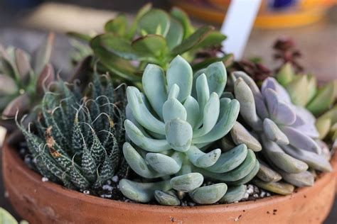 The 10 best plants for apartment dwellers | 6sqft