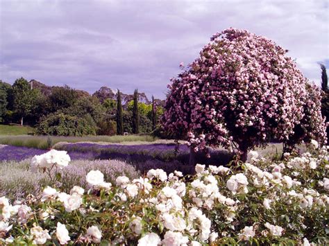 Lavender Farm Near Melbourne | See More...