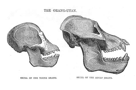 502 Bad Gateway Error (Server Session Ended) in 2020 | Animal drawings, Primates, Animal skulls