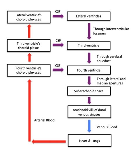 Cureus | Craniosacral Therapy Use in Normal Pressure Hydrocephalus