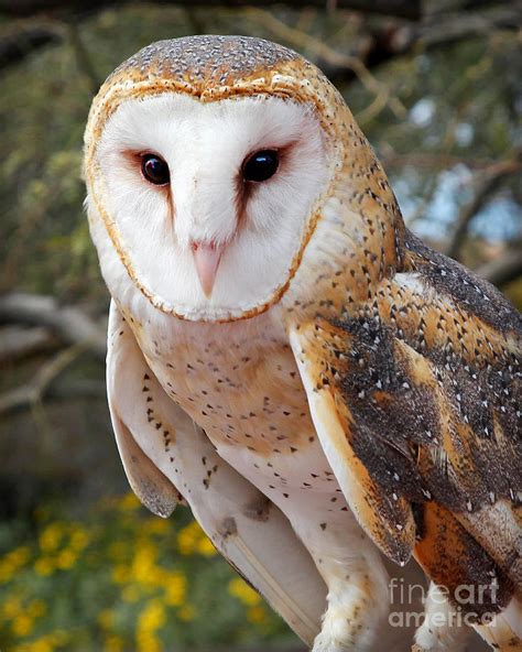 Beautiful Barn Owl Photograph by Martin Konopacki - Pixels