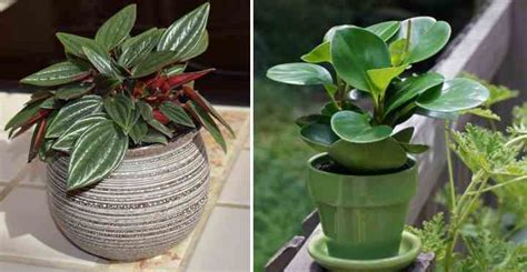 Peperomia Plants (Radiator Plants): Care, Types, Toxicity and More