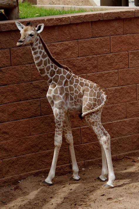 Cheyenne Mountain Zoo Welcomes 198th Giraffe Calf - ZooBorns