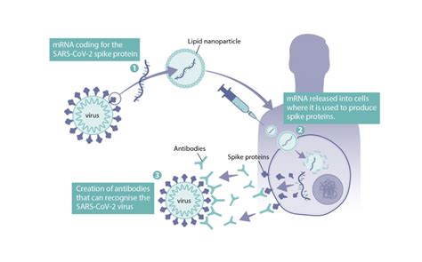 How were mRNA vaccines developed for COVID-19? - Health Feedback