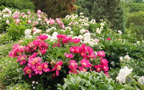 20 peony varieties 🌺 TOP choices, plus 200+ rare cultivars