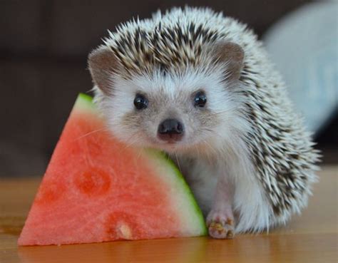 HC and her watermelon | Babydyr, Nuttede dyr, Hedgehog | Babydyr, Nuttede dyr, Hedgehog