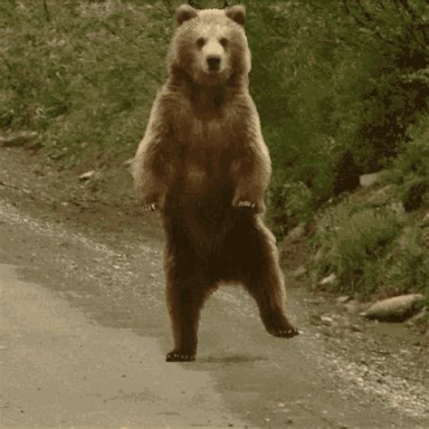 Bear_dancing2 Dancing Bear GIF - Bear_dancing2 Dancing Bear - Discover & Share GIFs