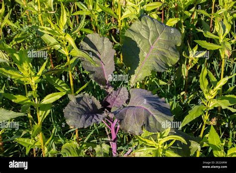 Purple leaf mustard plant growing in a field with other plants, also ...