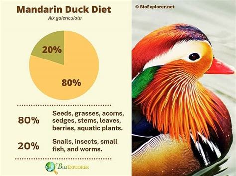 What Do Ducks Eat? | Ducks Diet By Types (Updated 2023)