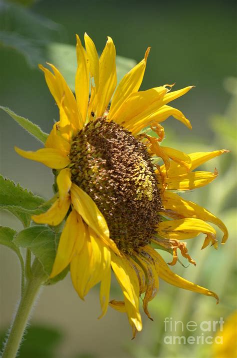 Dying Beauty - Sunflower Photograph by Maria Urso - Fine Art America